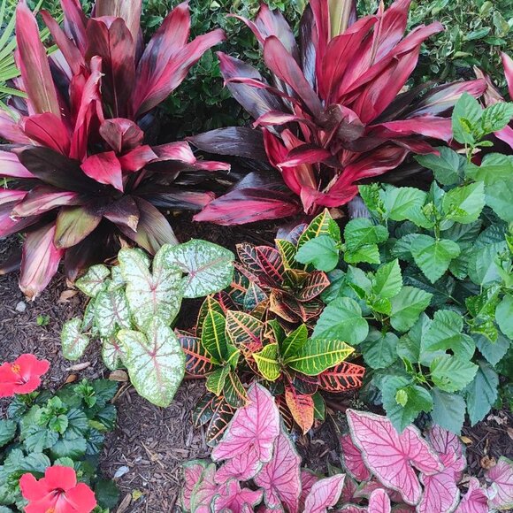 Random Pulls Large/ and Up - Picture 2 of 2